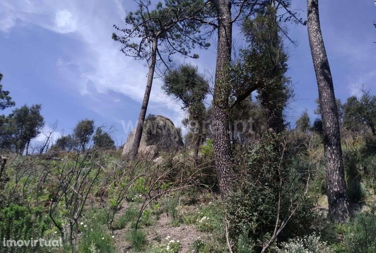 Terreno / Baião, Santa Cruz do Douro e São Tomé de Covelas - Grande imagem: 4/6