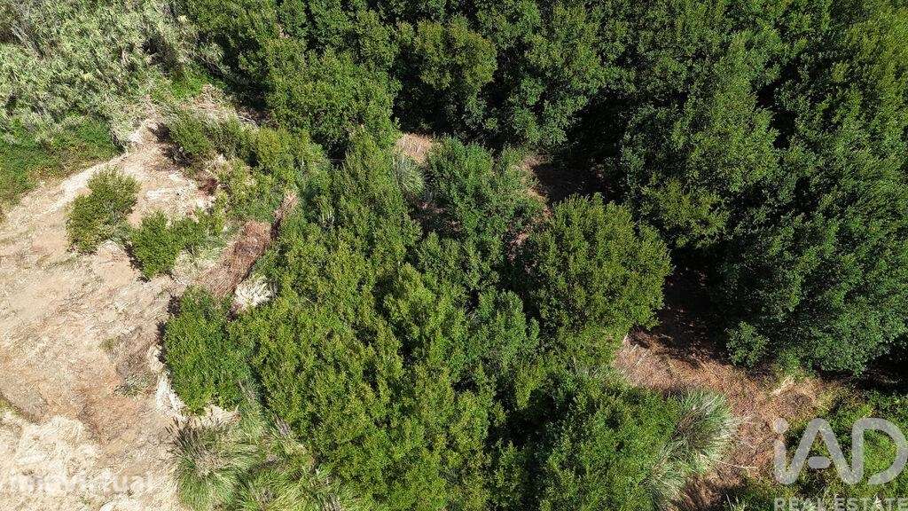 Terreno em Carvoeira de 2500,00 m2 - Grande imagem: 4/22