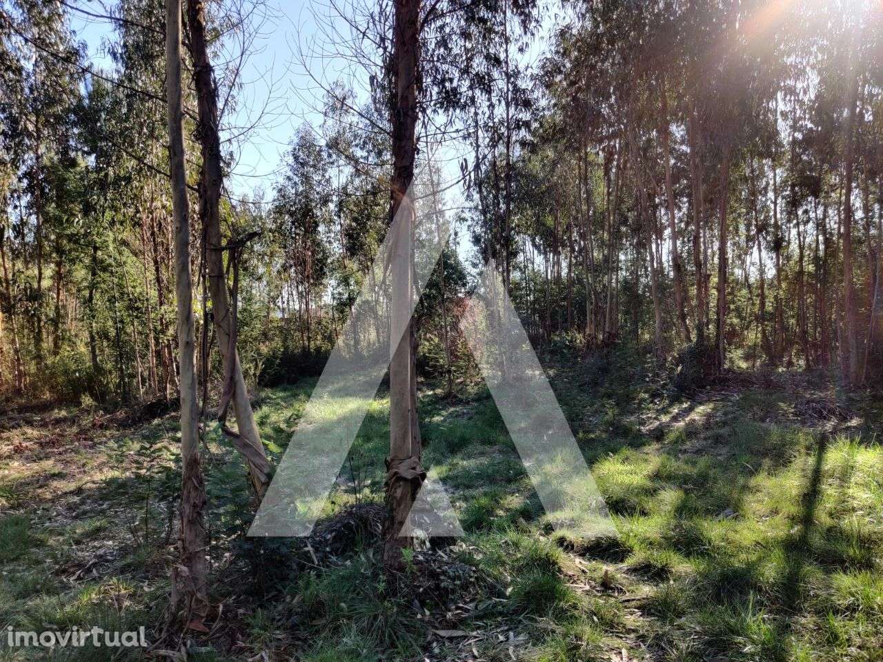 Terreno situado na zona de Alquerubim, Albergaria-a-Velha - Grande imagem: 2/10