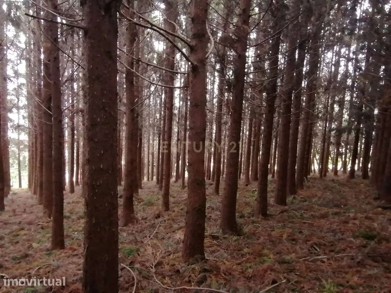 Terreno Rústico c/ 9740 m2 com Mata de Criptomérias - Grande imagem: 3/9
