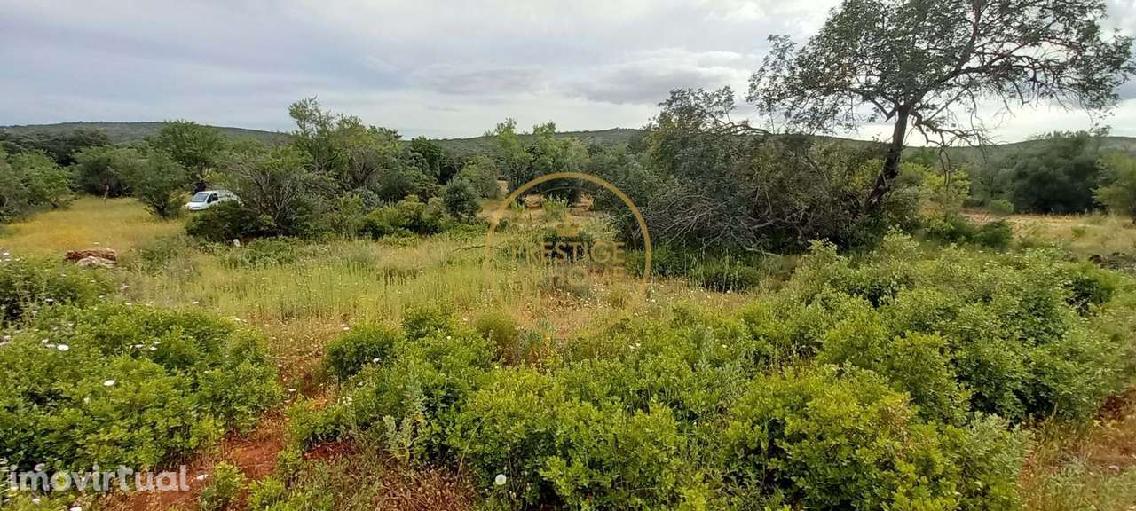 Terreno Rústico com Alfarrobeiras e Amendoeiras - 7.840 m² de Natureza - Grande imagem: 3/18