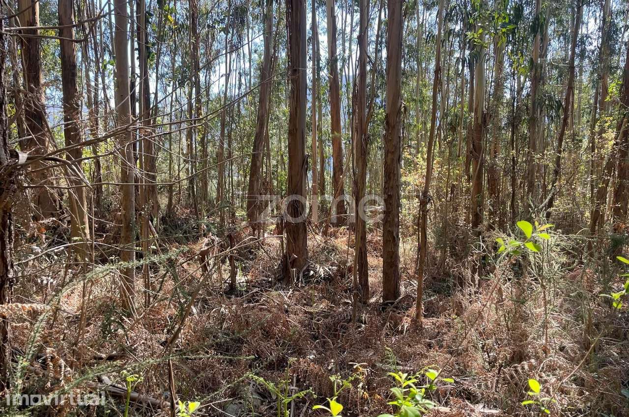 Terreno Rustico com 4500 m2 - Outeirinho - Cerva - Grande imagem: 5/17