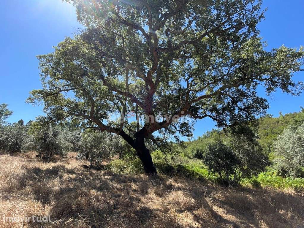 Terreno com Ribeira - Touro - Atalaia, Gavião - Grande imagem: 3/4