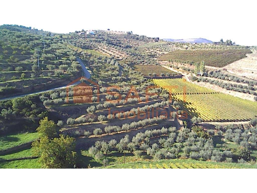 Quinta de 15Ha - Grande imagem: 5/12