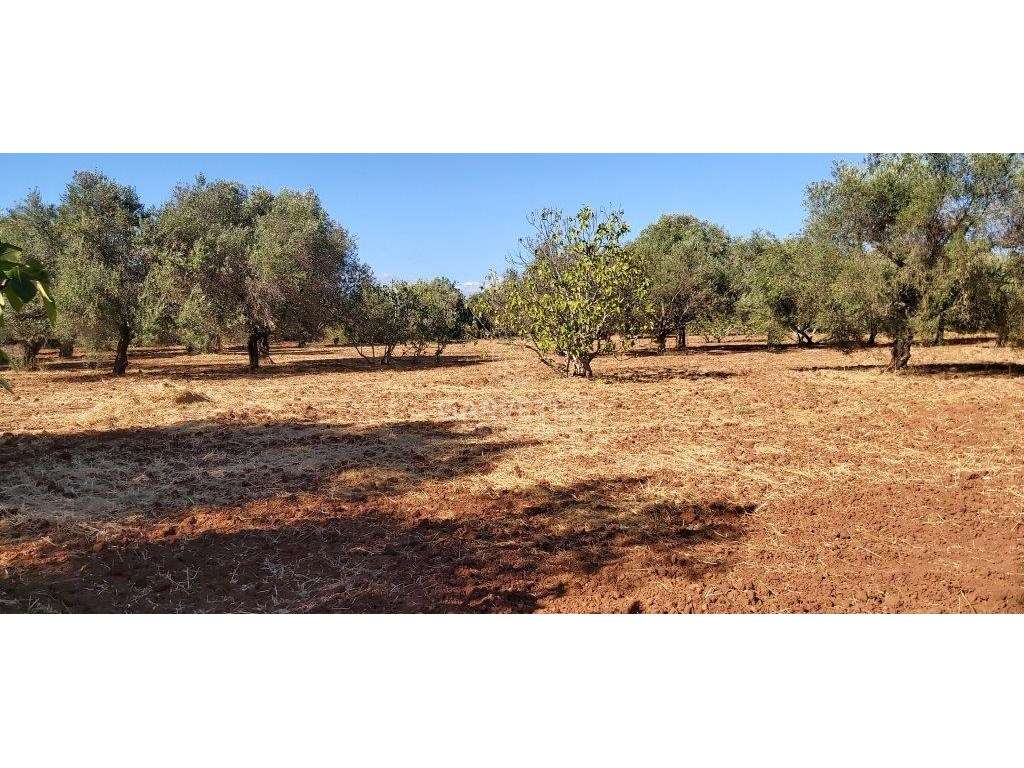Terreno rústico, em zona agrícola, Ribeira de Alte, Paderne, Albufe... - Grande imagem: 5/25
