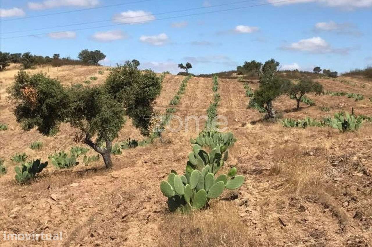 Herdade Vale do Guadiana 25HA - Grande imagem: 2/30