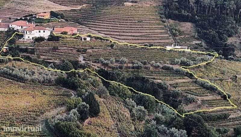 Quinta vinhateira com moradia e adega - Grande imagem: 5/11