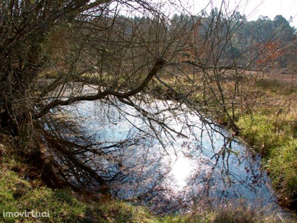 Terreno situada no centro de Portugal, perto da vila de Tábua. - Grande imagem: 5/5