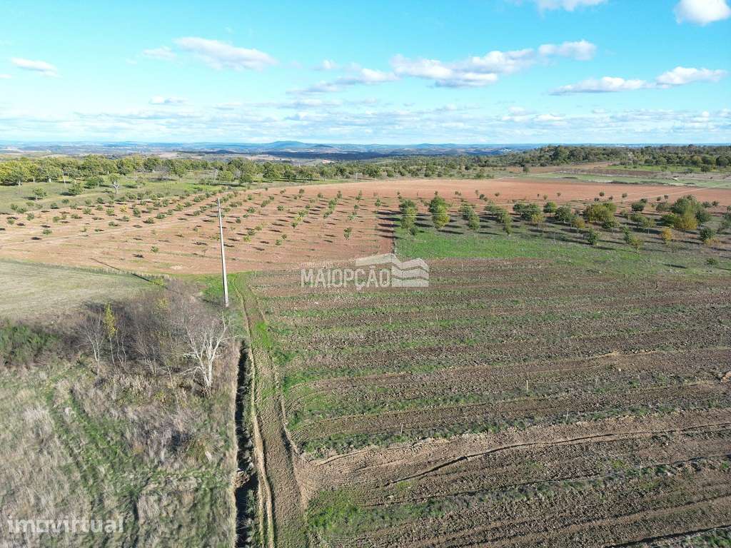 Propriedade C/Plantação de Nogueiras e Castanheiros - Grande imagem: 4/8
