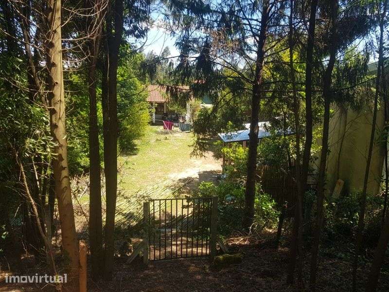 Estudio em espinho - Grande imagem: 4/9