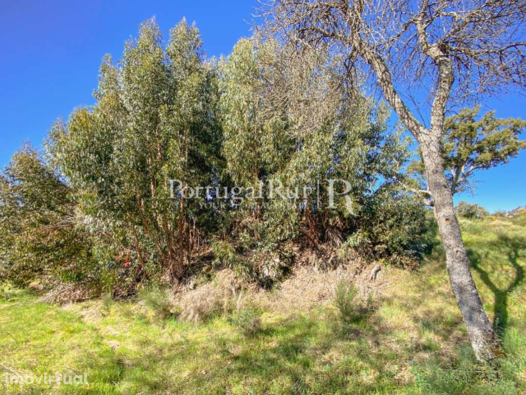 Terreno rústico com 22.760 m² em Monsanto - Grande imagem: 3/6