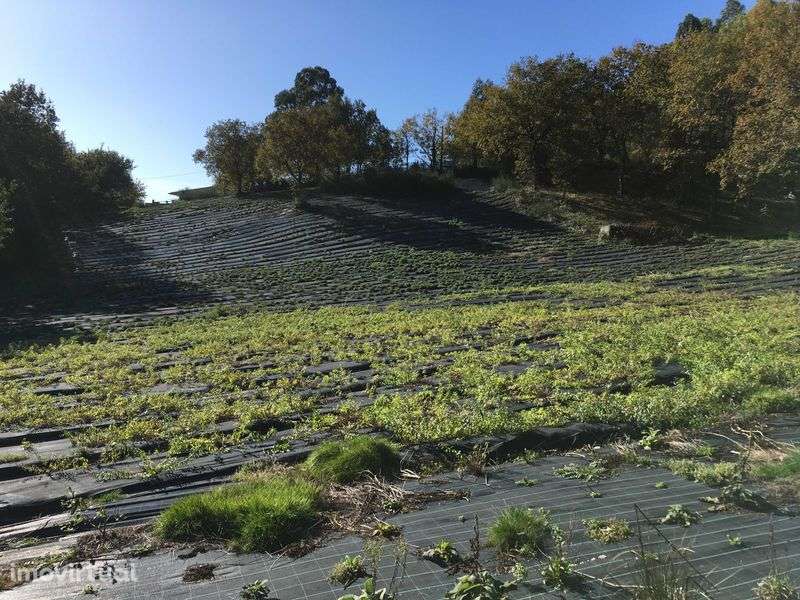 Quinta Paradisíaca ! - Grande imagem: 5/12