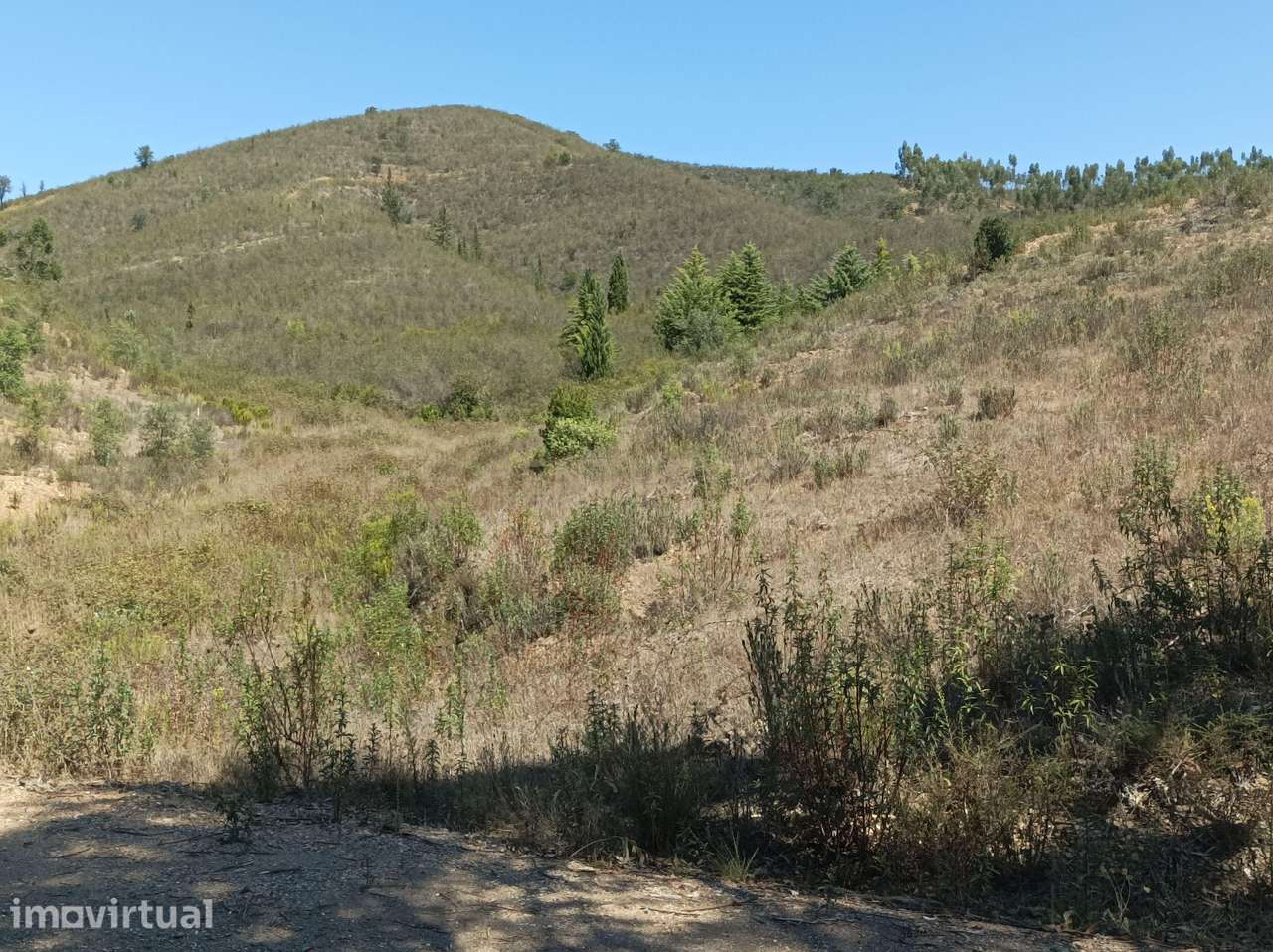 Terreno rustico de 11 hectares na zona de Santa Maria na Freguesia de - Grande imagem: 2/16