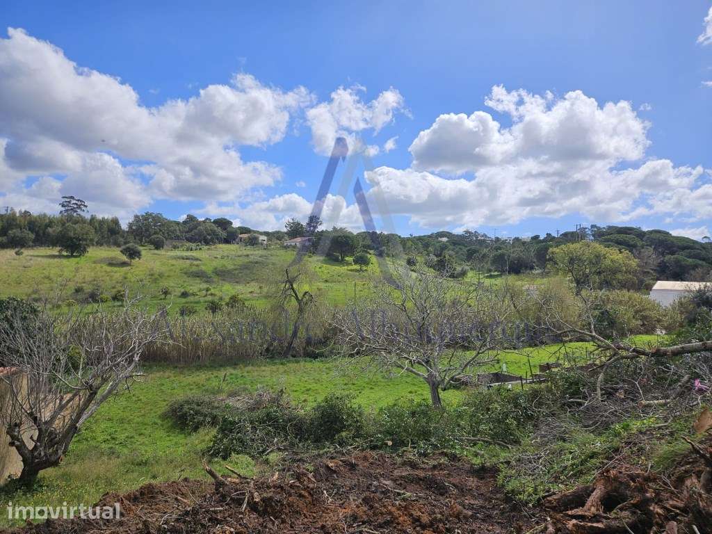 Dois Lotes de Terreno Agrícolas com vista Impar - Grande imagem: 4/5