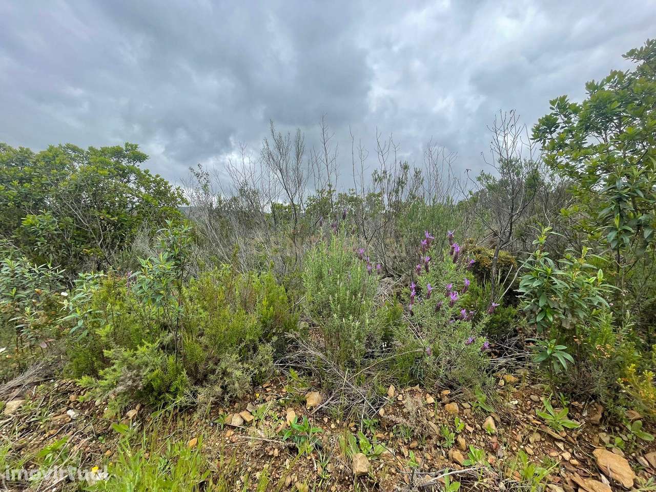 Terreno Rústico com 27885m2 - São Barnabé - Grande imagem: 3/10