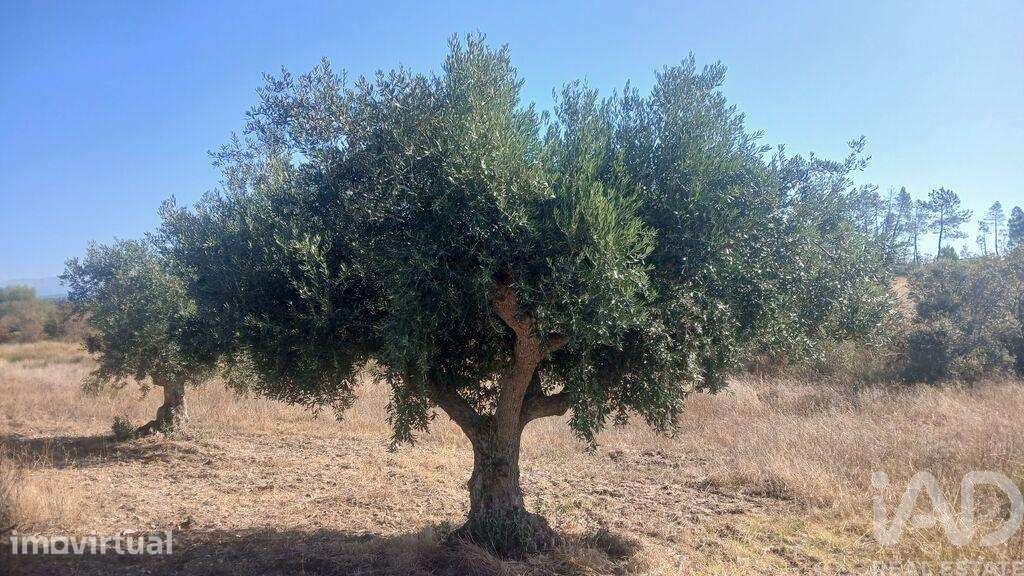 Terreno Agrícola em Sarzedas - Grande imagem: 5/29