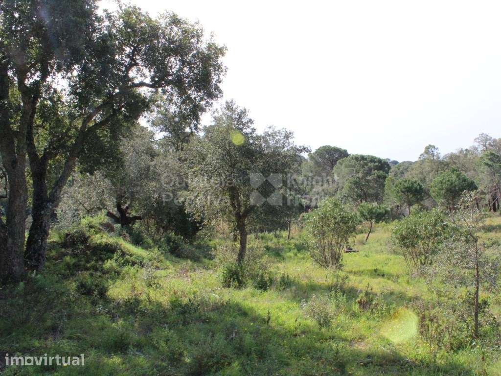 Terreno com 3,9 hectares e projecto aprovado em Melides, Setúbal - Grande imagem: 5/39