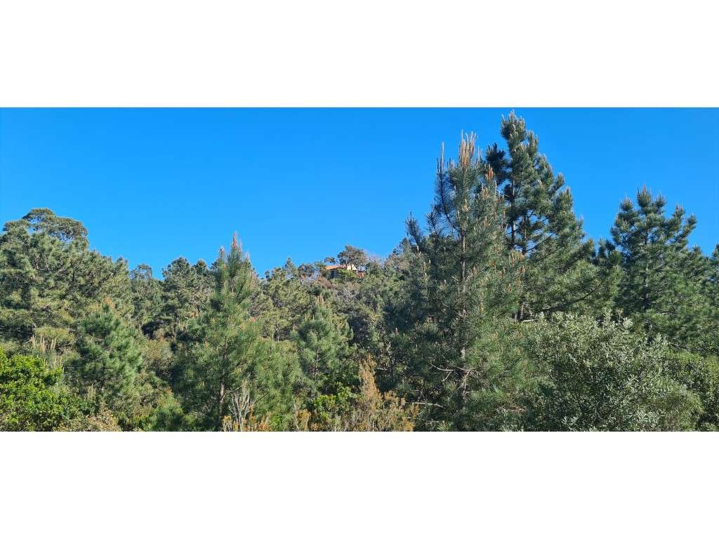 Monte com vista Mar - Grande imagem: 4/26
