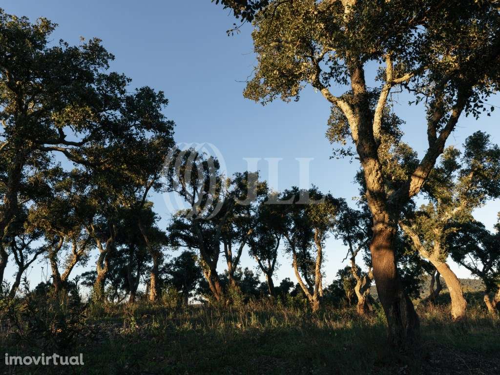 Terreno, com vista Mar e Serra, em Santiago do Cacém - Grande imagem: 4/26