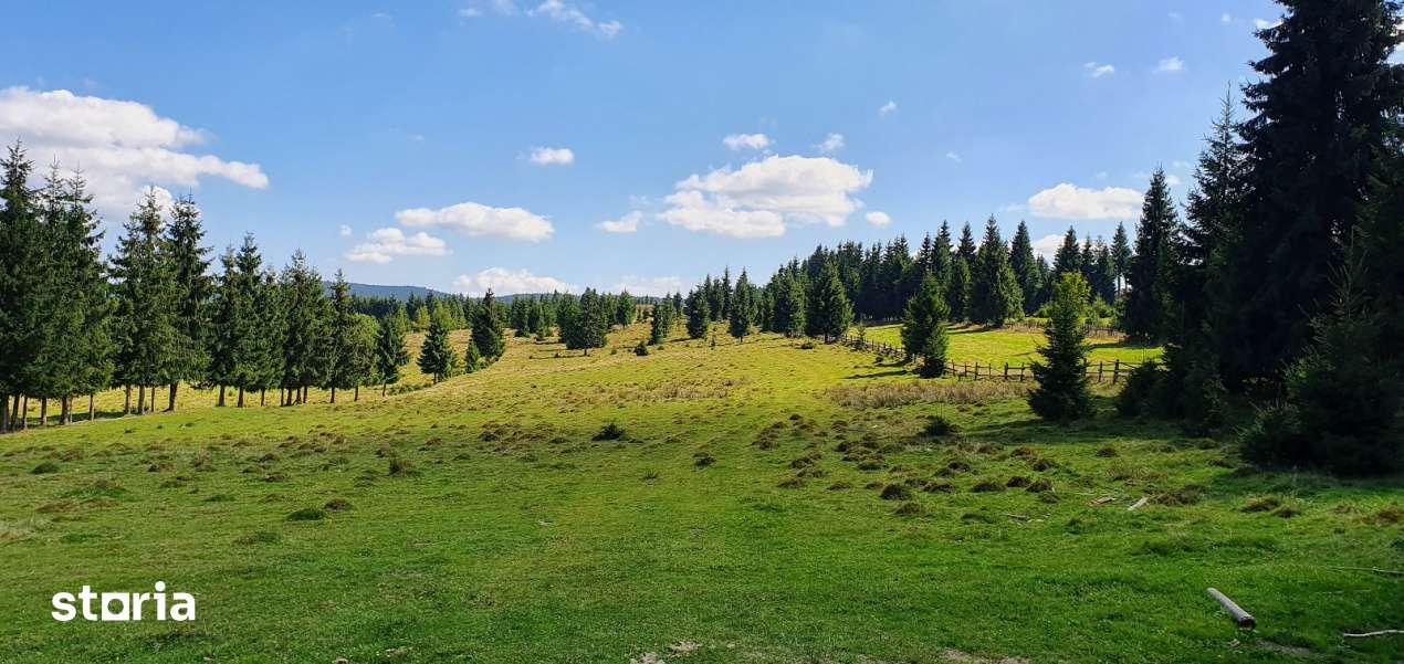 Teren intravilan 10.814 mp cu PUZ aprobat – Belis - Imagine principală: 2/6