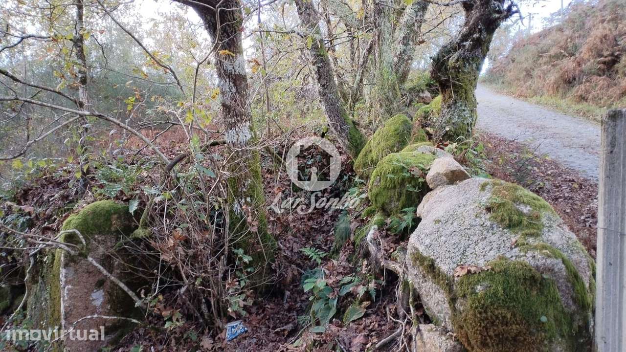 Terreno para Venda no Parque Natural do Gerês - Ideal para Plantaçã... - Grande imagem: 3/9