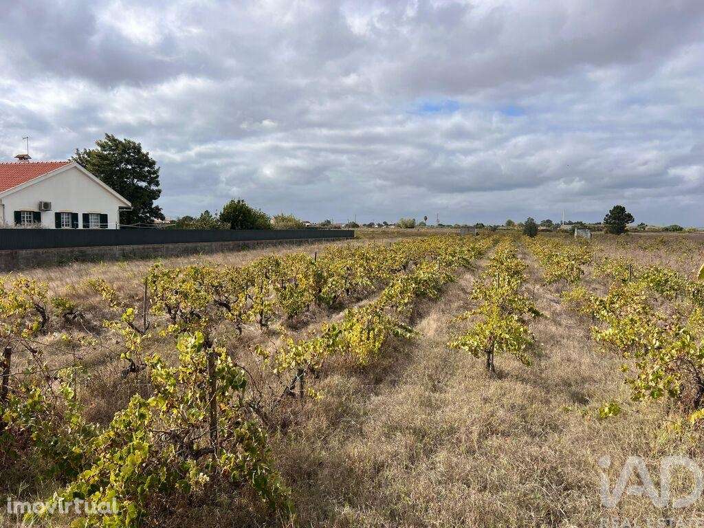 Terreno em Alpiarça de 8080,00 m2 - Grande imagem: 2/6