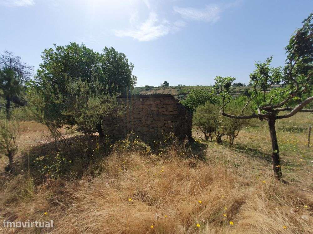 Terreno agrícola com quase meio hectare - Trancoso - Grande imagem: 4/41