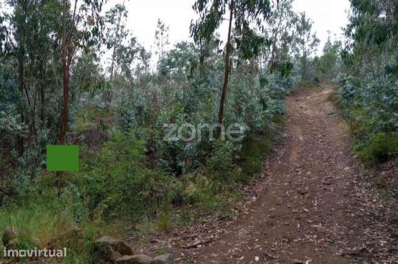 Terreno florestal 20000 m2 em Vilarinho das Cambas - Grande imagem: 3/27