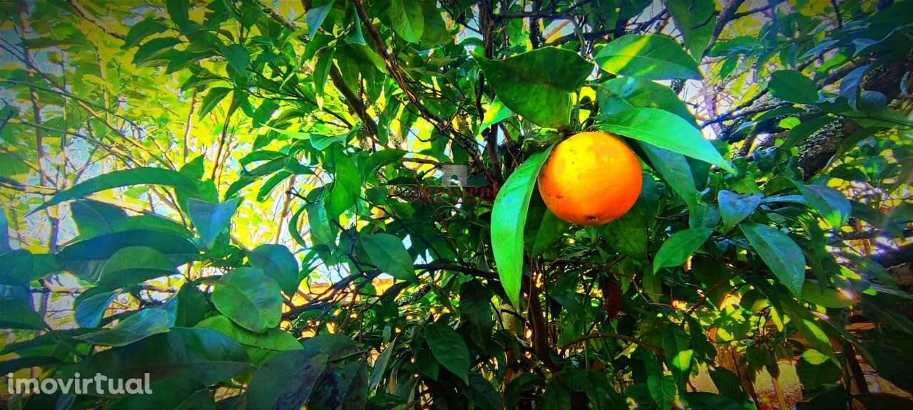 Moradia T2 + 1 com pequena Quinta, Alvorge, Ansião - Grande imagem: 2/23