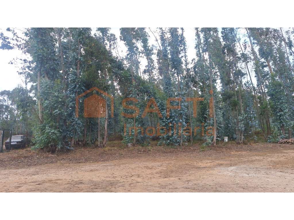 Excelente Terreno em zona de Pinhal e Eucaliptal - Grande imagem: 2/7