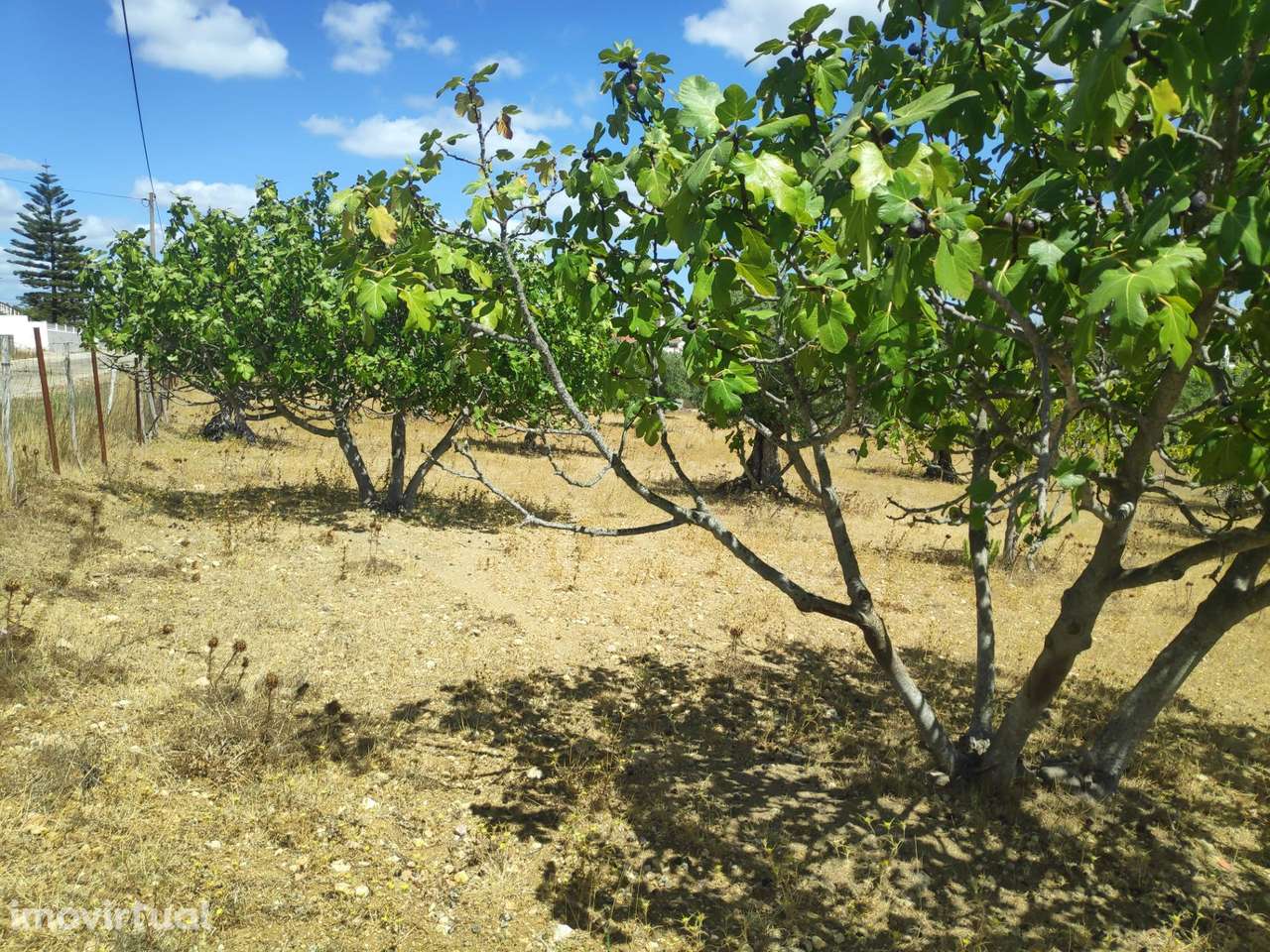 Terreno com cerca de 6000m2 em São Simão, Tomar. - Grande imagem: 4/8