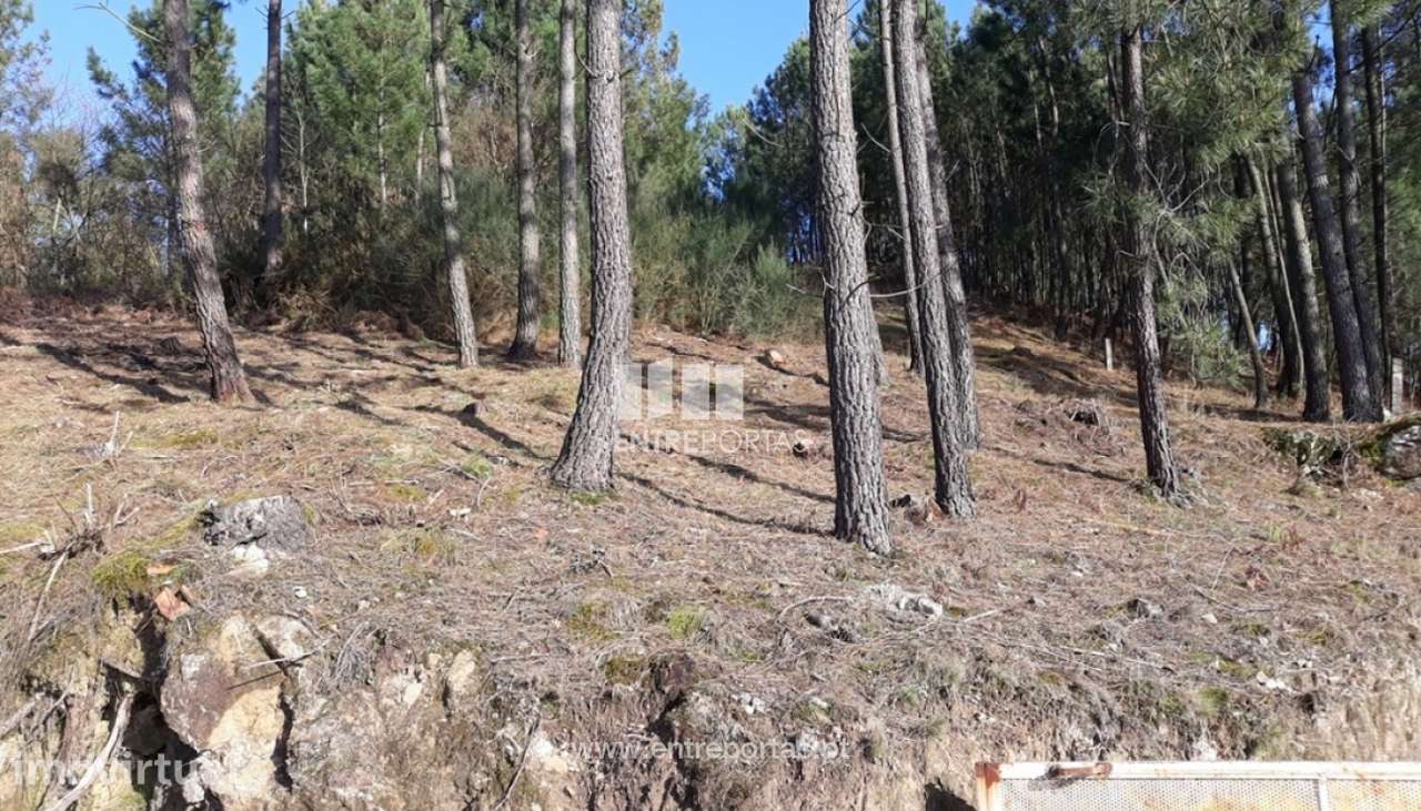 Venda Terreno,Santa Leocádia, Baião - Grande imagem: 2/6
