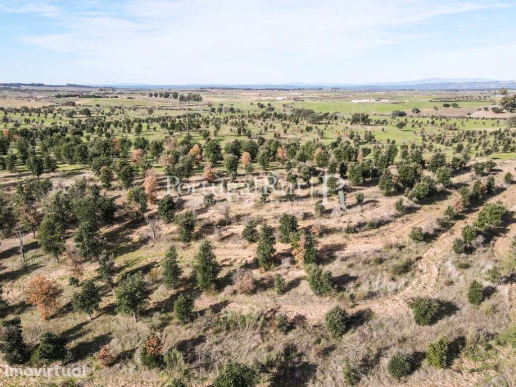 Quinta com casa de habitação T5 e diversas construções - Grande imagem: 4/60