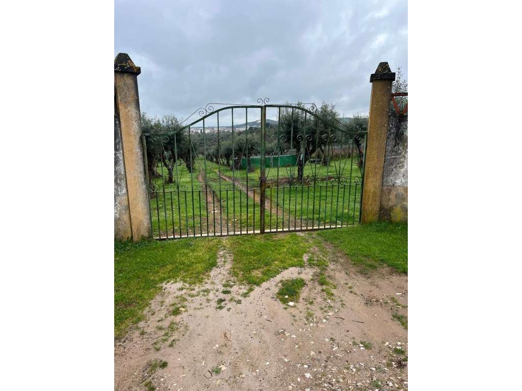 Olival 10.000 mt2 com 600 oliveiras - Grande imagem: 4/10