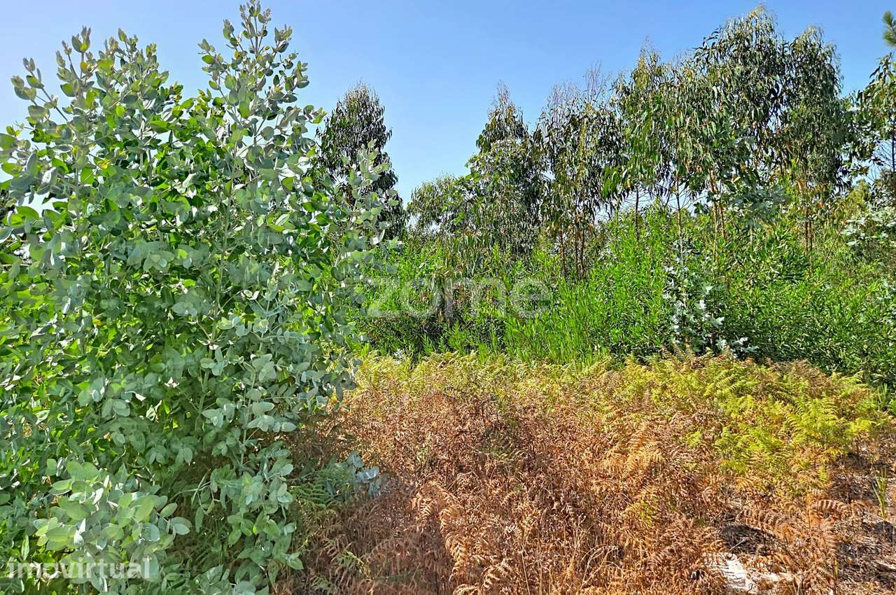 Terreno urbanizável| Ruína |3 km da Praia da Leirosa - Grande imagem: 3/34