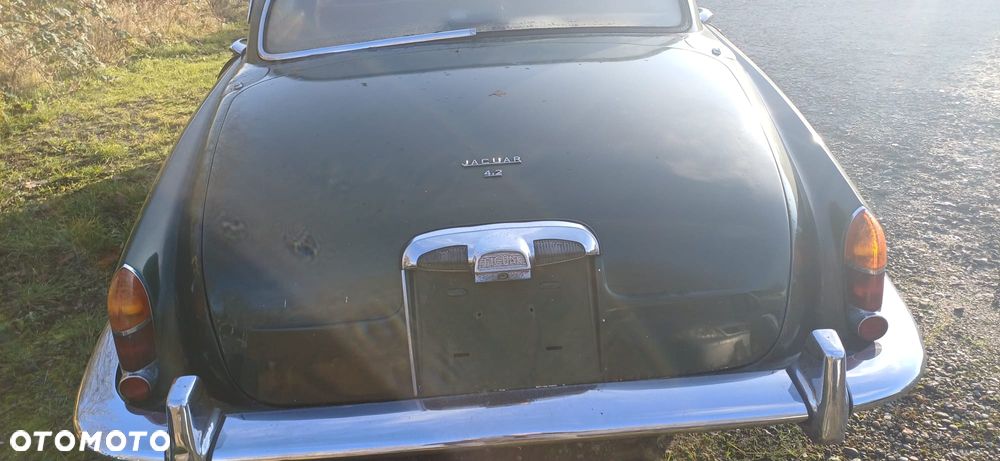 Jaguar Inny - 7
