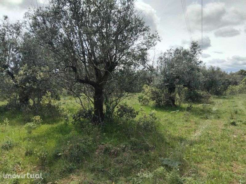 Olival tradicional em Vila boim, Elvas - Grande imagem: 4/5