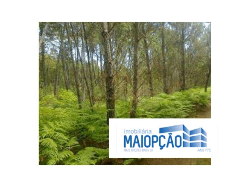 Terreno Rústico em Avelal - Grande imagem: 3/6