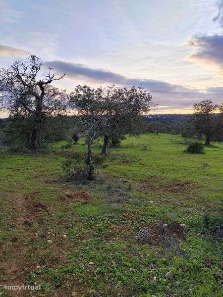 Arrendamento de Terreno - Grande imagem: 2/8