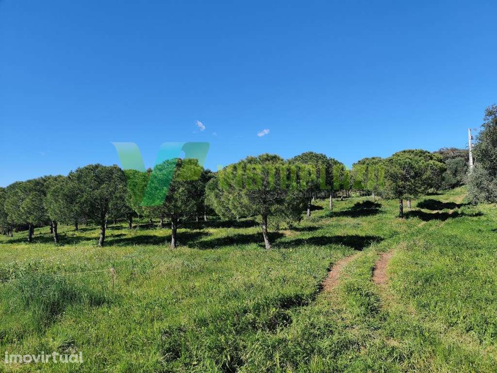 Terreno Rústico no Cotifo, Bensafrim (Lagos). - Grande imagem: 5/9