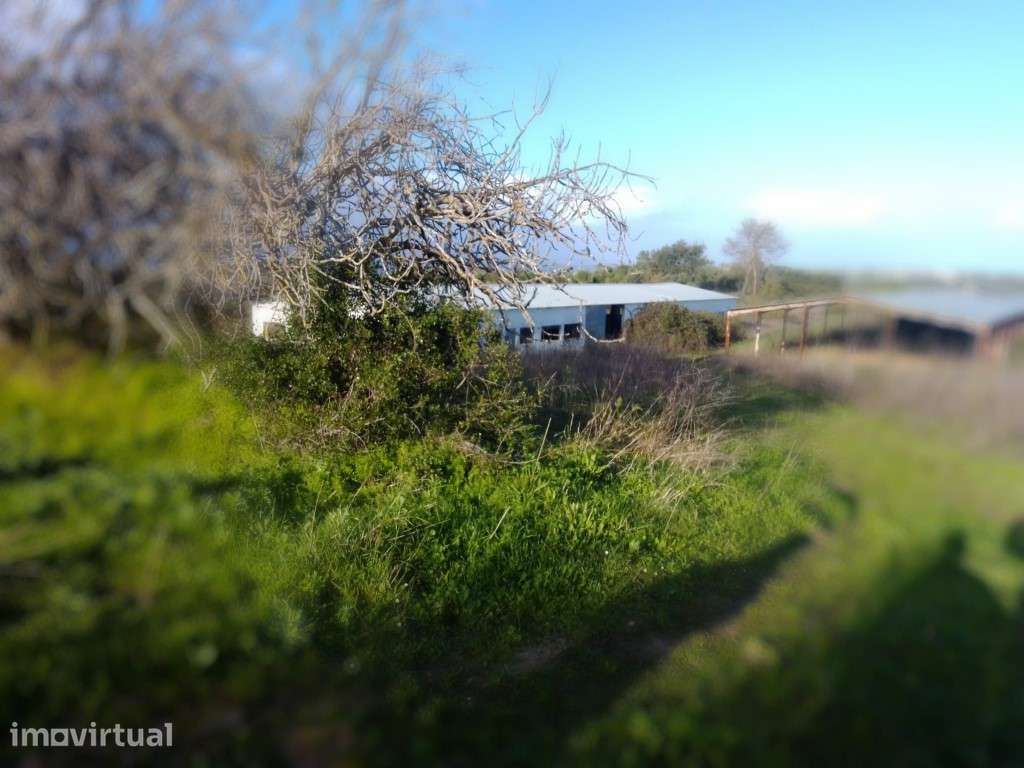 Terreno rustico com cerca de 50.000 m2 em Santarém - Grande imagem: 2/10