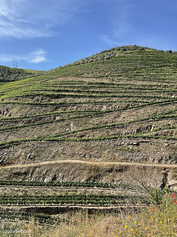 Quinta de 11ha no Coração do Douro com Vinha em Produção e Benefício - Grande imagem: 3/30