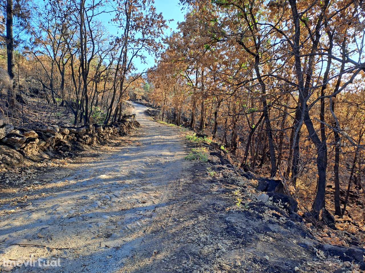 Terreno rústico amplo e solarengo - Grande imagem: 2/3