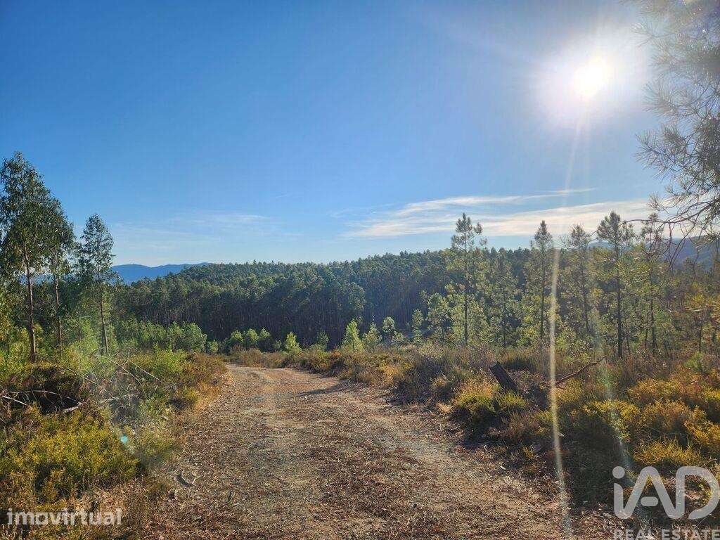 Terreno Agrícola em Sarzedas - Grande imagem: 2/17
