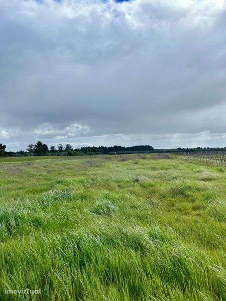 Terreno Rústico 11.040m² em Almeirim | Excelente Oportunidade - Grande imagem: 4/12