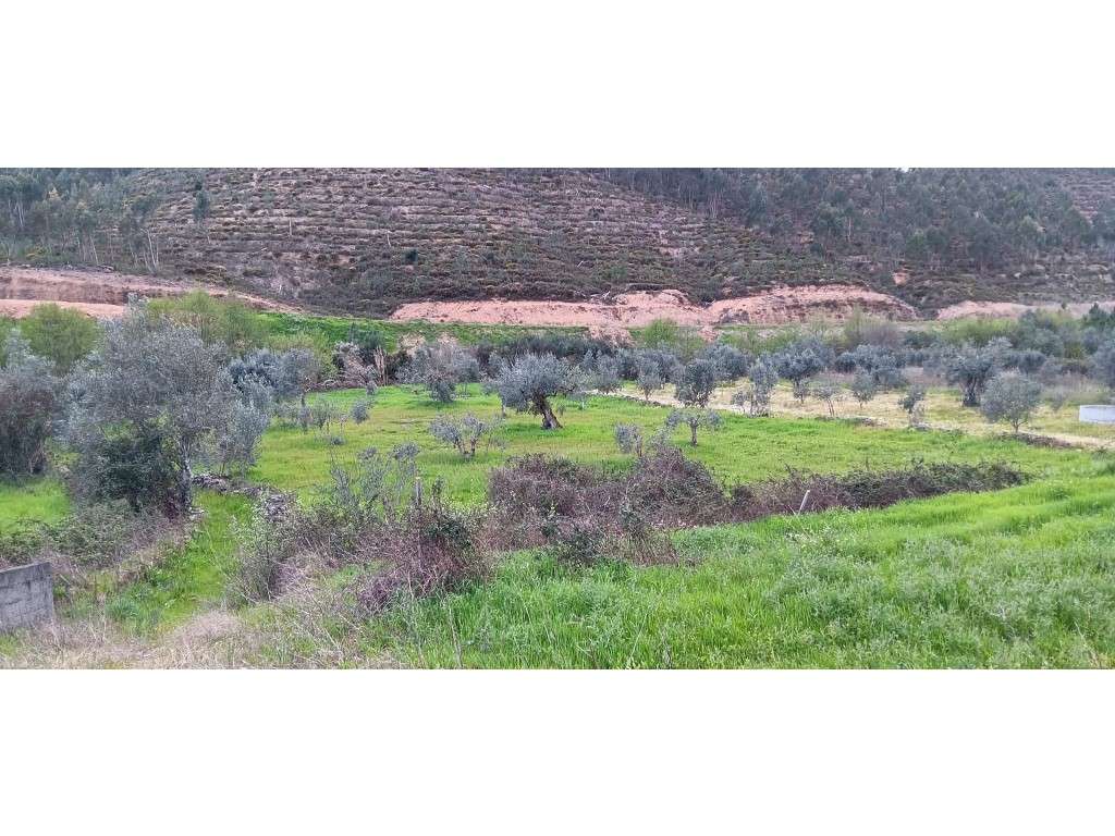Terreno Rústico com Construção Rural, Poço e Oliveiras em Carreguei... - Grande imagem: 5/9