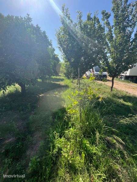 Quinta junto ao rio arado  a 3km de Silves - Grande imagem: 3/8