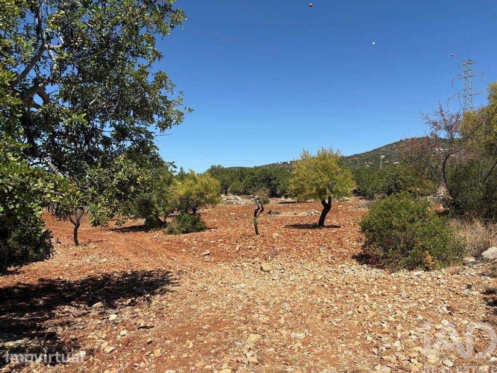 Terreno Agrícola em Conceição e Estoi - Grande imagem: 3/4