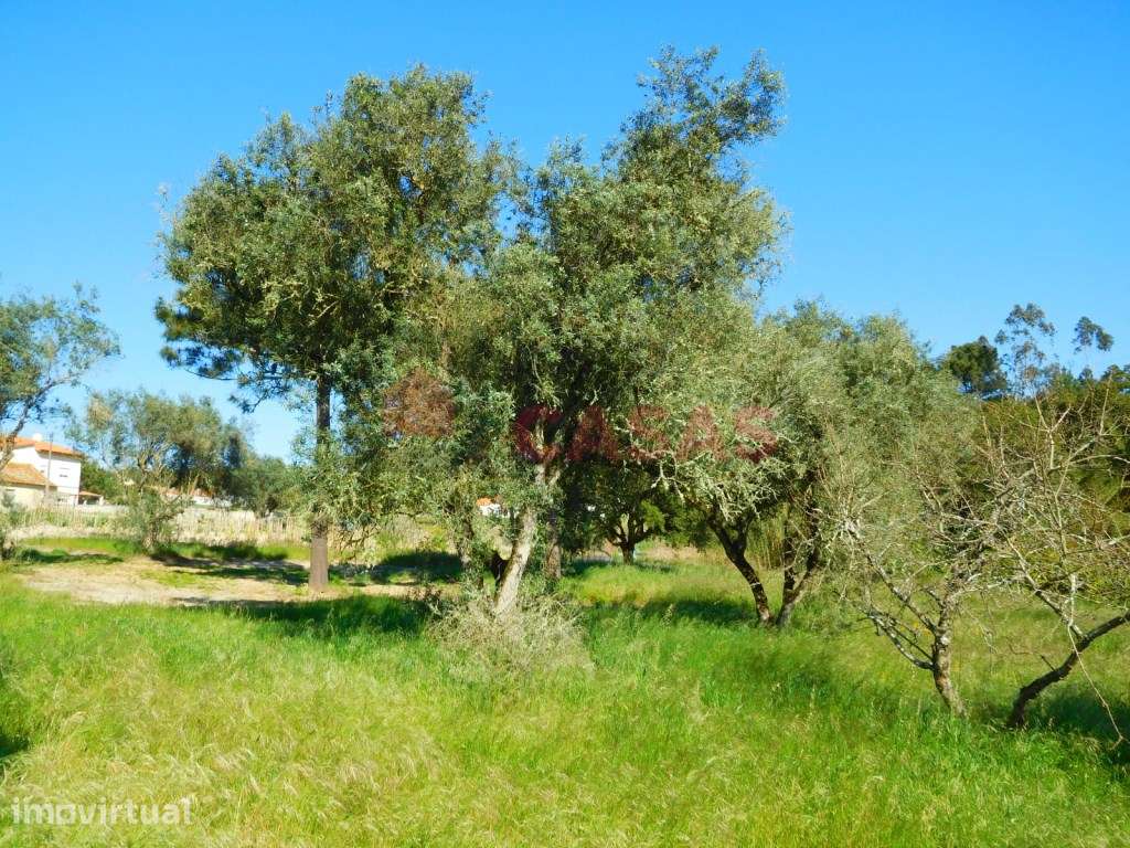 Terreno localizado perto da lagoa de obidos - Grande imagem: 2/14