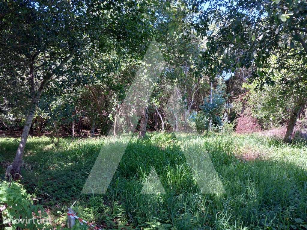 Terreno Rustico na Murtosa - Grande imagem: 4/12